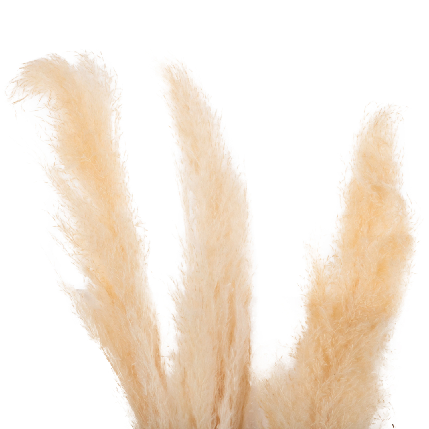 ΔΙΑΚΟΣΜΗΤΙΚΟ ΜΠΟΥΚΕΤΟ ΑΠΟΞΗΡΑΜΕΝΑ ΚΑΛΑΜΙΑ HM7961 ΛΕΥΚΟ 3TMX 140Υεκ. - Image 3