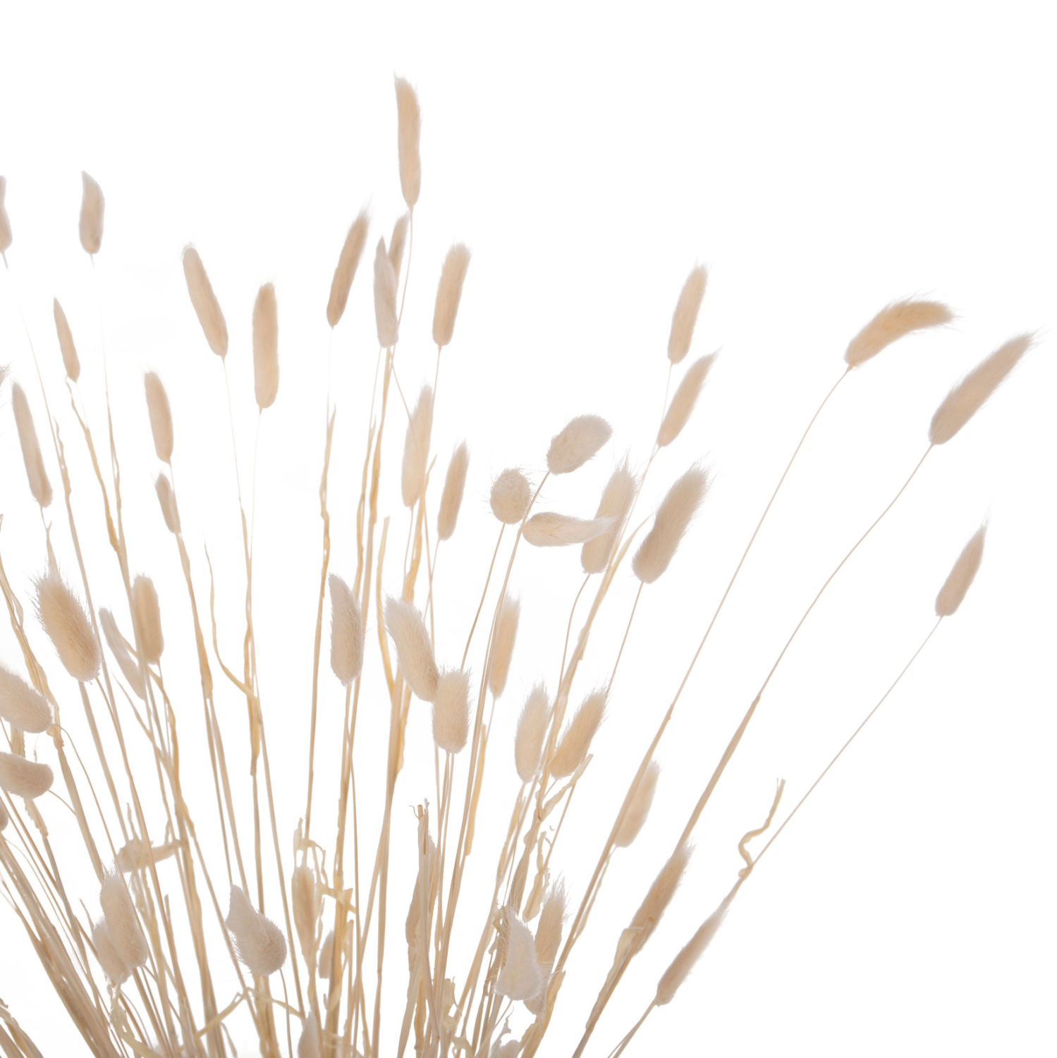 ΔΙΑΚΟΣΜΗΤΙΚΟ ΜΠΟΥΚΕΤΟ ΑΠΟΞΗΡΑΜΕΝΟ HM7959 RABBIT TAIL- CREAM 50gr 76Υεκ. - Image 3